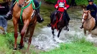 Horses chasing